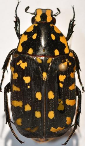 Euchroea vadoni